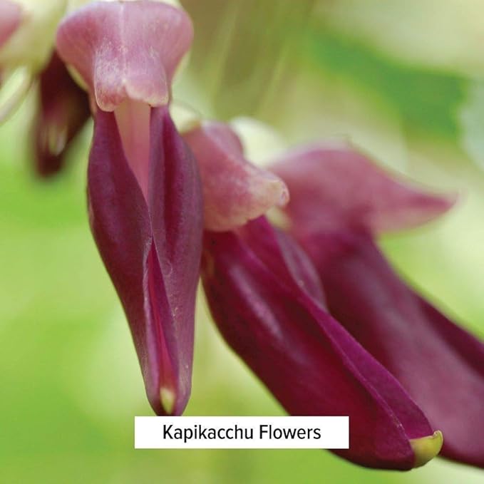 Banyan Botanicals Kapikacchu Mucuna Pruriens –