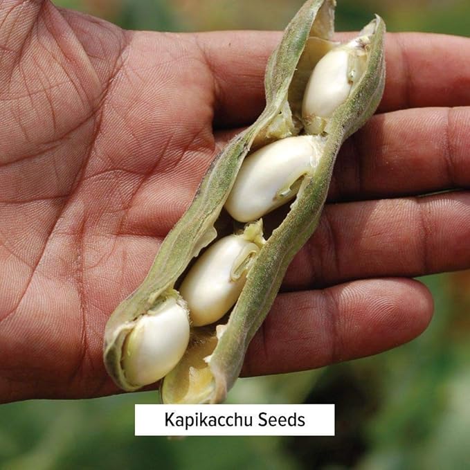 Banyan Botanicals Kapikacchu Mucuna Pruriens –